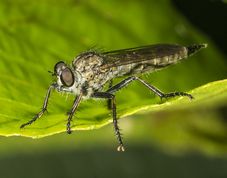 Rovflue tolmerus atricapillus 